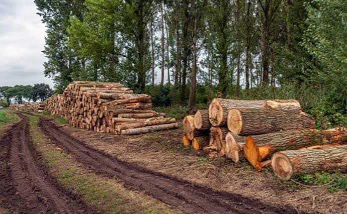 مراکز غیرمجاز دپوی چوب پلمب می‌شوند